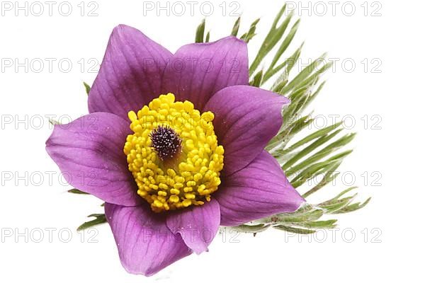 Medicinal plant Creeping pasque flower,