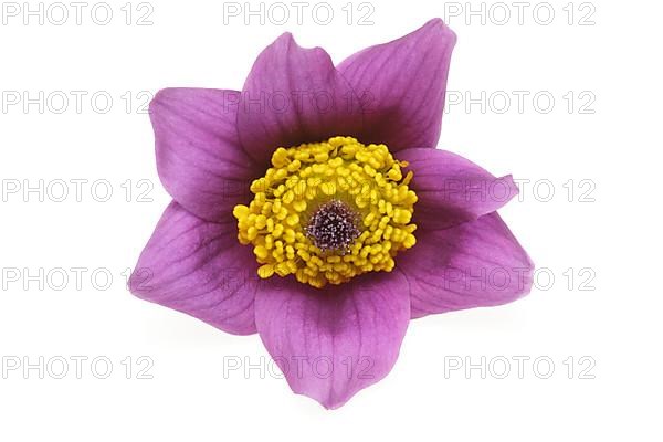 Medicinal plant Creeping pasque flower,