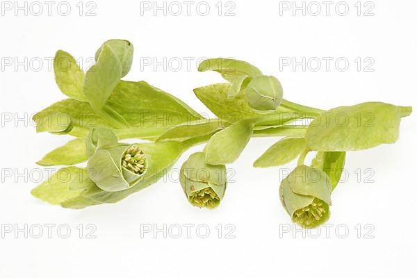 Medicinal plant Stinking hellebore,