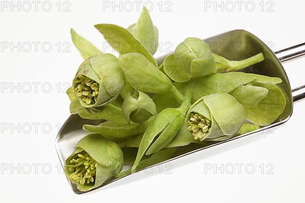 Medicinal plant Stinking hellebore,