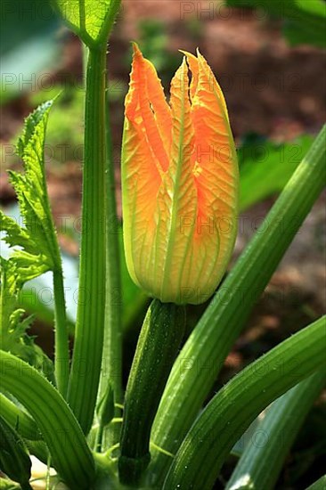 Flower of courgette,