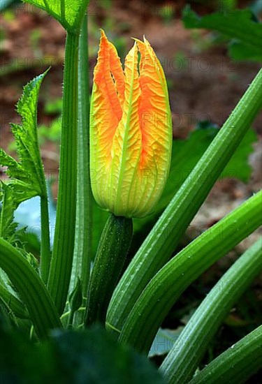 Flower of courgette,