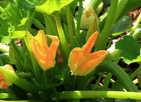 Flower of courgette,