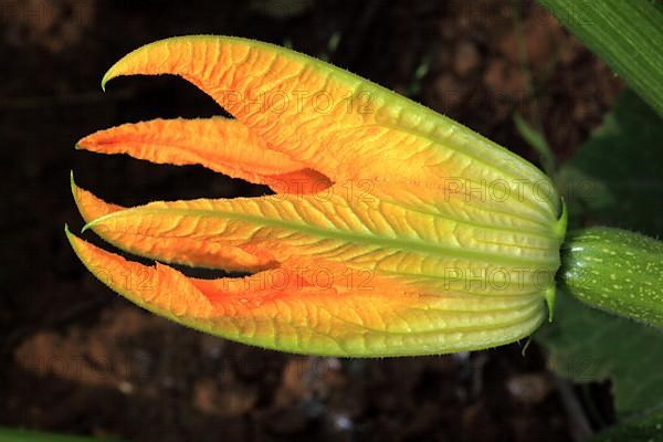 Flower of courgette,