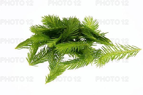 Spruce tips, Piceae turiones recentes