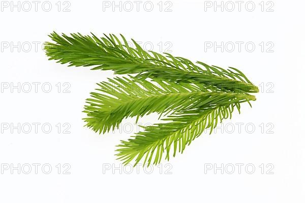 Spruce tips, Piceae turiones recentes