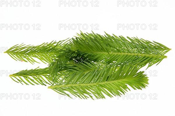 Spruce tips, Piceae turiones recentes