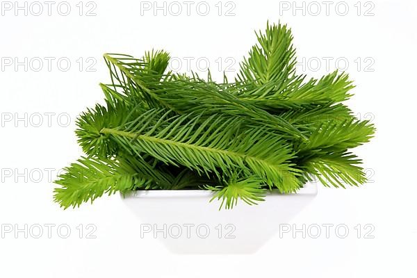 Spruce tips, Piceae turiones recentes