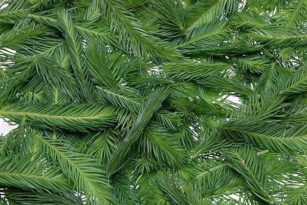 Spruce tips, Piceae turiones recentes