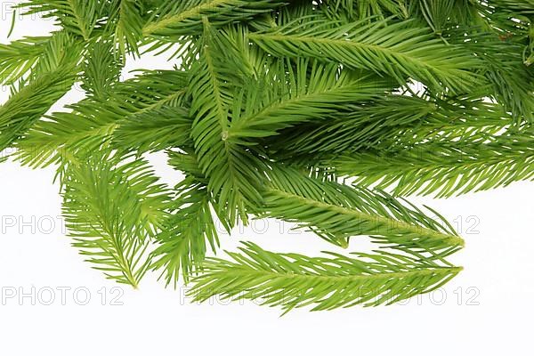 Spruce tips, Piceae turiones recentes