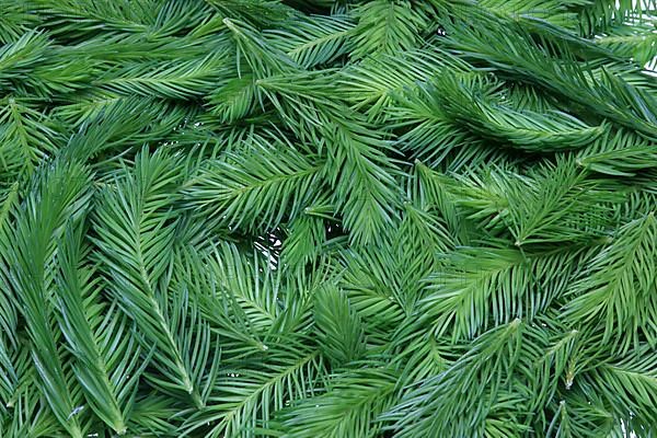 Spruce tips, Piceae turiones recentes