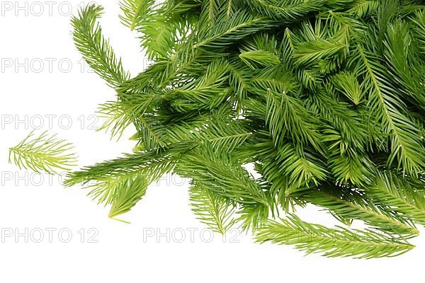 Spruce tips, Piceae turiones recentes