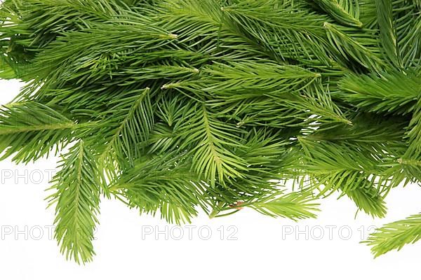 Spruce tips, Piceae turiones recentes