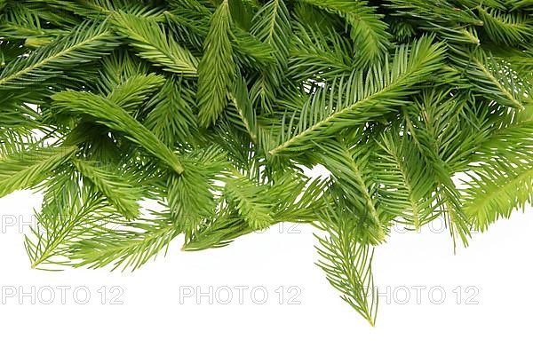 Spruce tips, Piceae turiones recentes