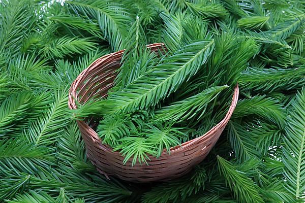 Spruce tips, Piceae turiones recentes