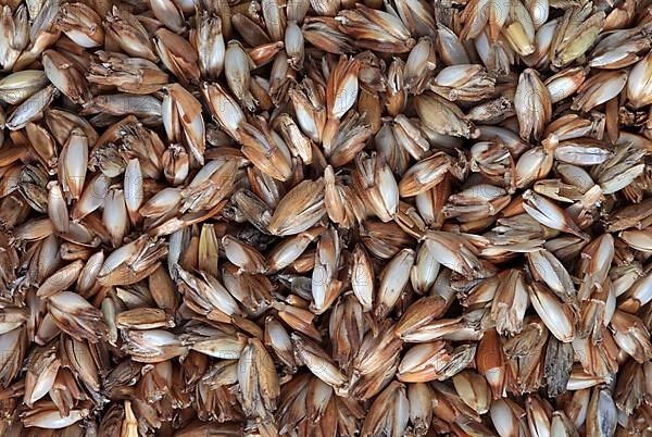 Spelt husks, spelt husks. Spelt husk is probably one of the best-known natural fillings for pillows