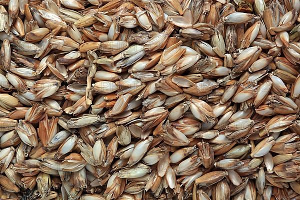 Spelt husks, spelt husks. Spelt husk is probably one of the best-known natural fillings for pillows