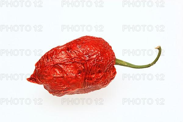 Dried chilli of the Bhut-Jolokia or Naga-Jolokia variety, a cultivated form of the pepper