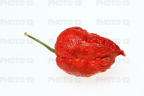 Dried chilli of the Bhut-Jolokia or Naga-Jolokia variety, a cultivated form of the pepper