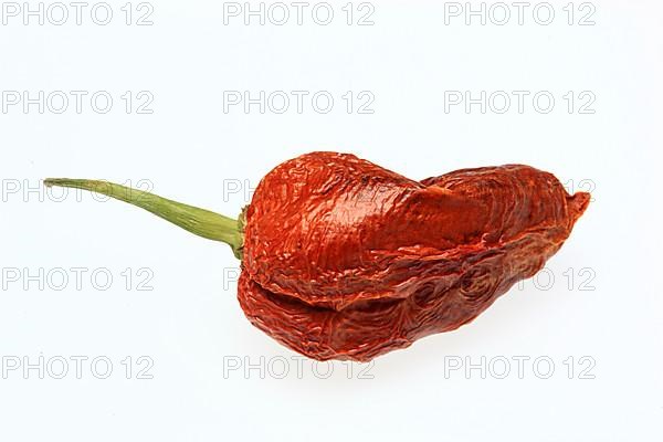 Dried chilli of the Bhut-Jolokia or Naga-Jolokia variety, a cultivated form of the pepper