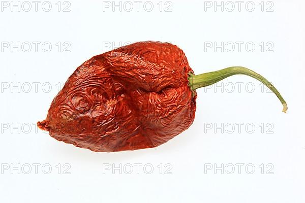 Dried chilli of the Bhut-Jolokia or Naga-Jolokia variety, a cultivated form of the pepper