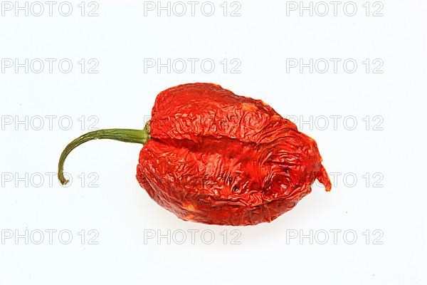 Dried chilli of the Bhut-Jolokia or Naga-Jolokia variety, a cultivated form of the pepper