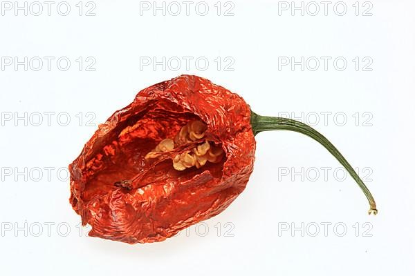 Dried chilli of the Bhut-Jolokia or Naga-Jolokia variety, a cultivated form of the pepper