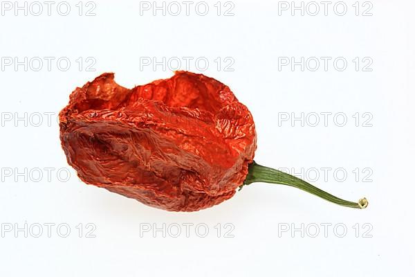 Dried chilli of the Bhut-Jolokia or Naga-Jolokia variety, a cultivated form of the pepper