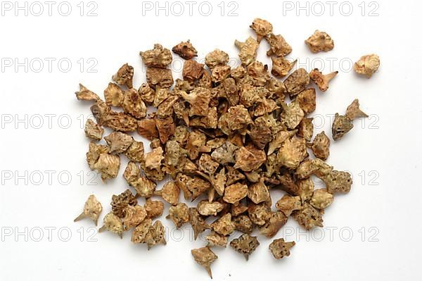 Medicinal plant Earth Burzelthorn, Tribulus terrestris