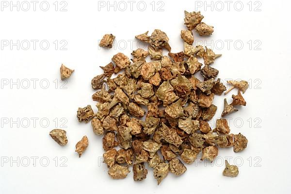 Medicinal plant Earth Burzelthorn, Tribulus terrestris