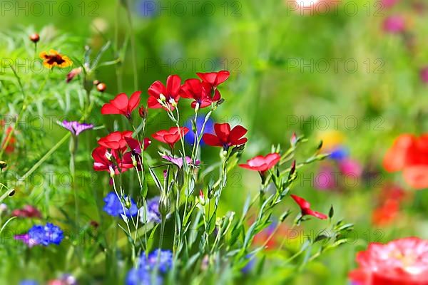 Colourful flower meadow with various wild flowers with tilt-shift effect,