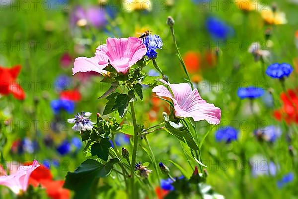 Colourful flower meadow with various wild flowers with tilt-shift effect,