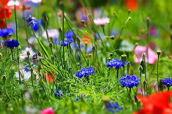 Colourful flower meadow with various wild flowers with tilt-shift effect,