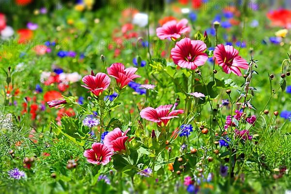 Colourful flower meadow with various wild flowers with tilt-shift effect,