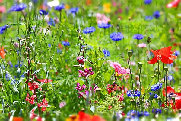 Colourful flower meadow with various wild flowers with tilt-shift effect,