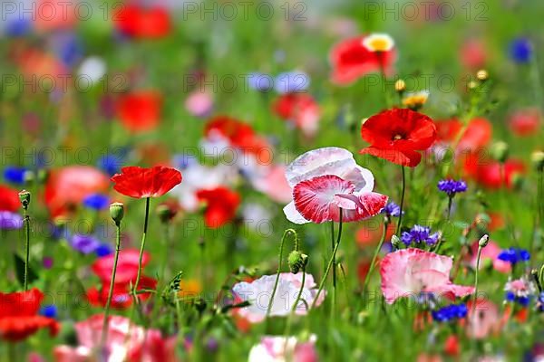 Colourful flower meadow with various wild flowers with tilt-shift effect,