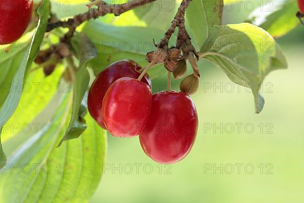 Cornelian cherry,