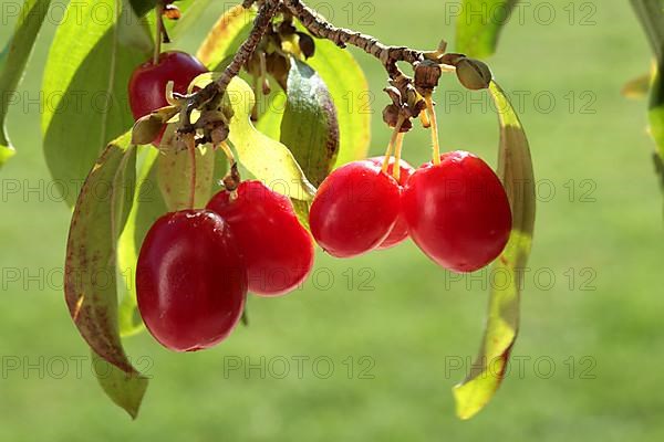 Cornelian cherry,