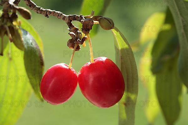 Cornelian cherry,