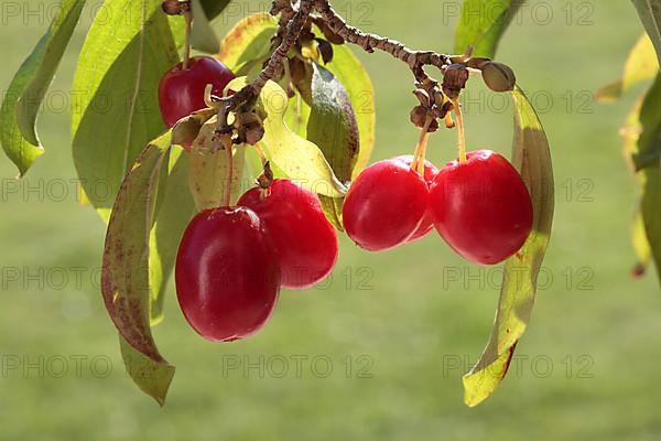Cornelian cherry,