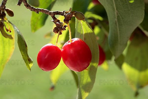 Cornelian cherry,