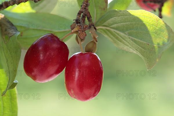 Cornelian cherry,