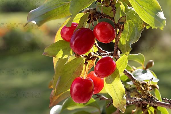 Cornelian cherry,