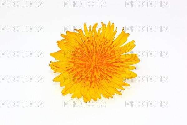 Dandelion flower,