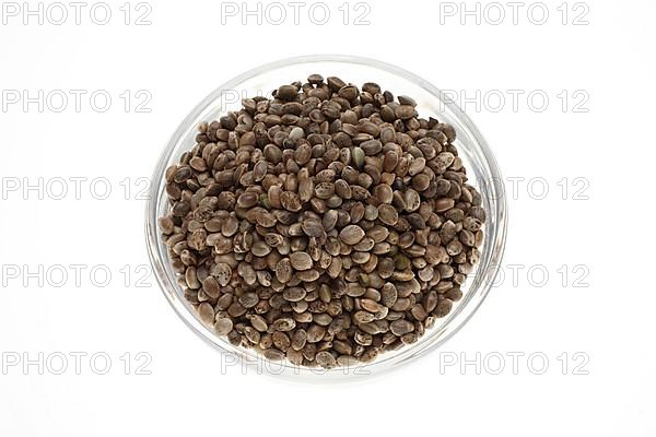 Hemp seeds or hemp nuts, Canabis sativa