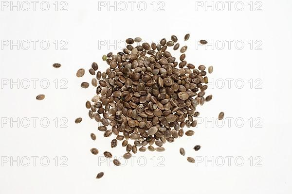 Hemp seeds or hemp nuts, Canabis sativa