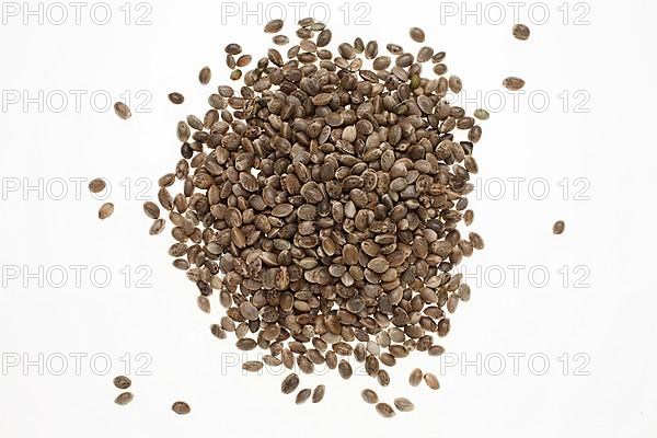 Hemp seeds or hemp nuts, Canabis sativa