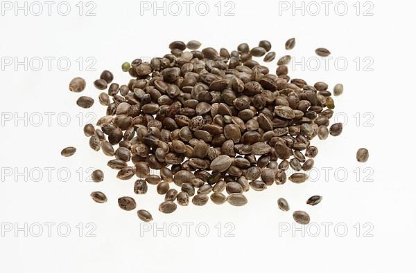 Hemp seeds or hemp nuts, Canabis sativa