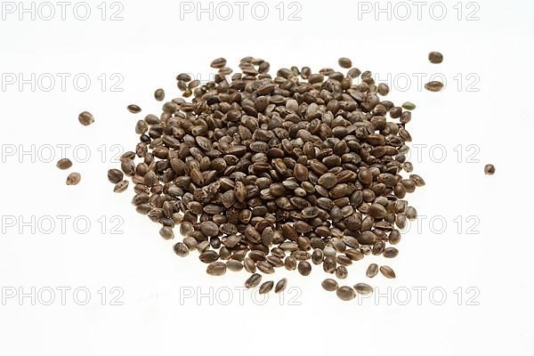 Hemp seeds or hemp nuts, Canabis sativa