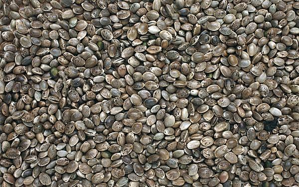 Hemp seeds or hemp nuts, Canabis sativa